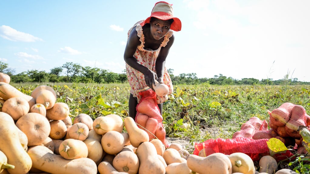 Cecilia uit Zimbabwe leerde groenten te drogen en te verkopen in seizoenen waarin groenten schaars zijn.