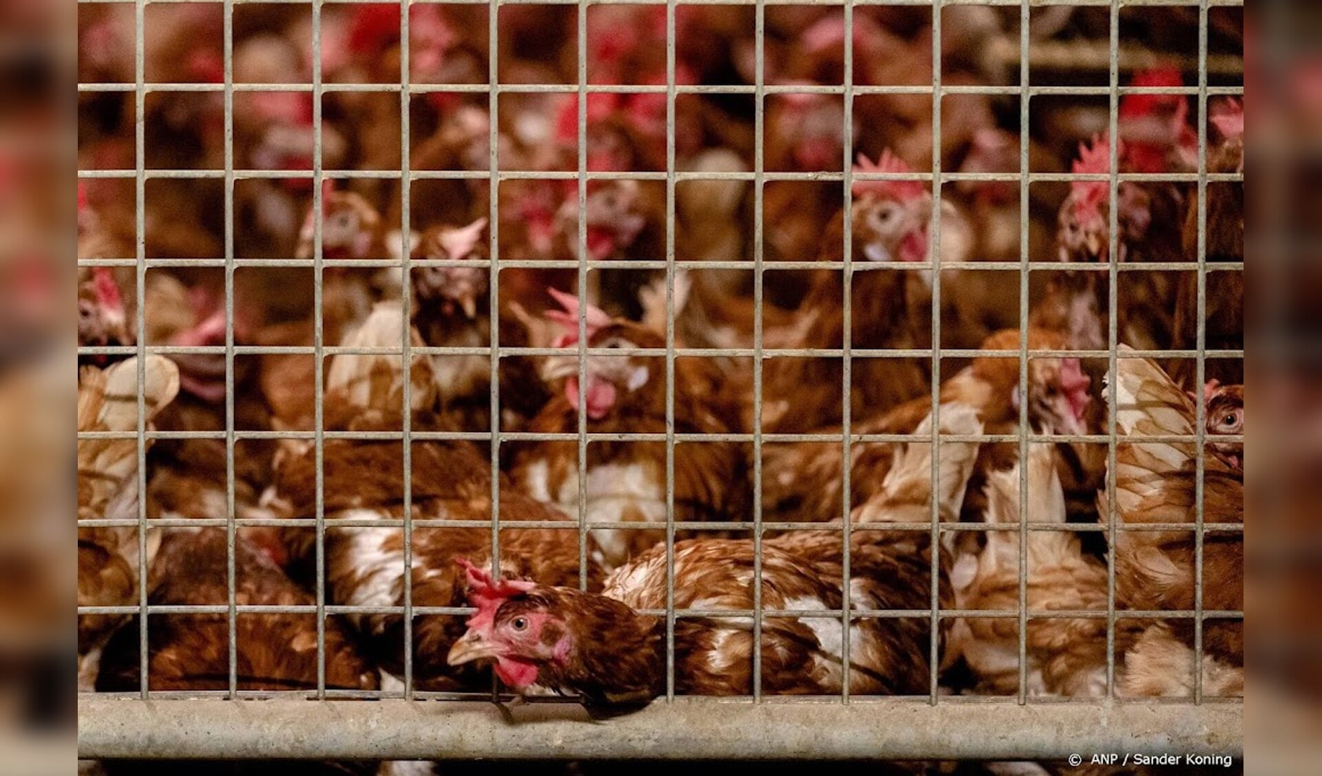 Opnieuw Landelijke Ophokplicht Na Nieuwe Uitbraken Vogelgriep ...