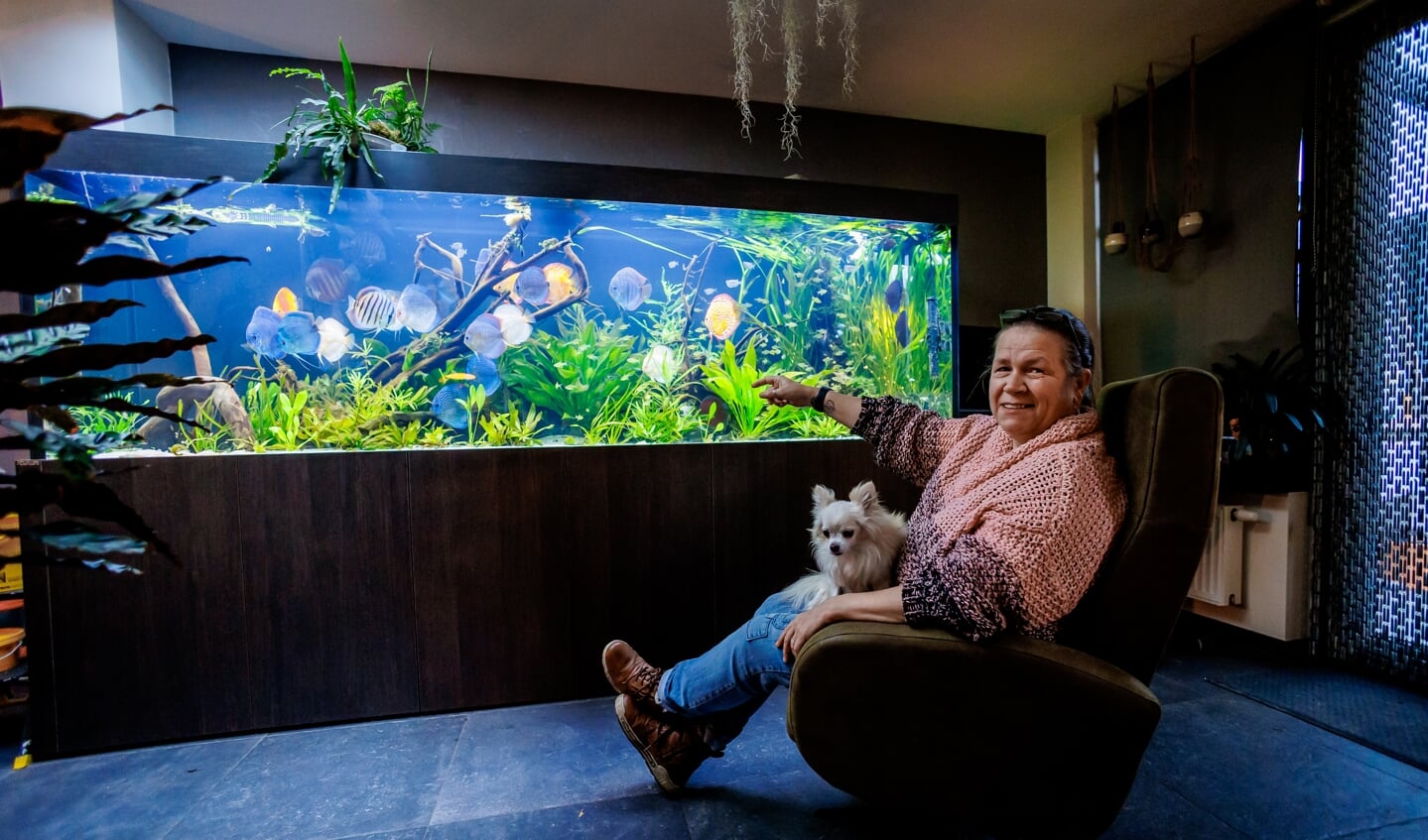 Kennis maken corruptie Pijnboom Mariannes aquarium kost ruim 26.000 euro. 'Waarom op vakantie? Wij hebben  elke dag de tropen in huis' - Nederlands Dagblad. De kwaliteitskrant van  christelijk Nederland
