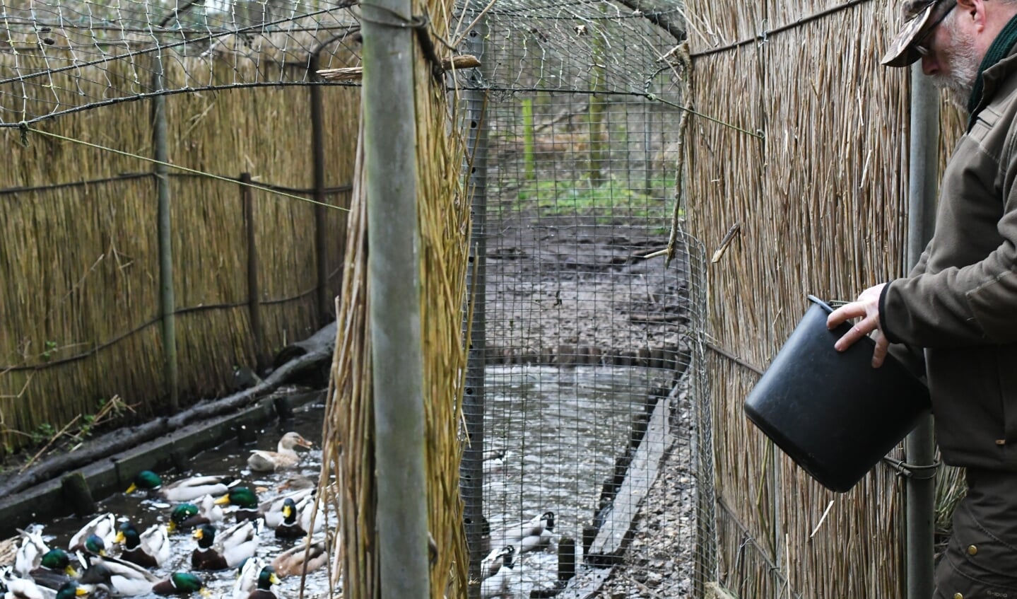 Pellegrom vangt alleen nog eenden voor wetenschappelijk onderzoek, bijvoorbeeld naar het ontstaan en de verspreiding van vogelgriep.