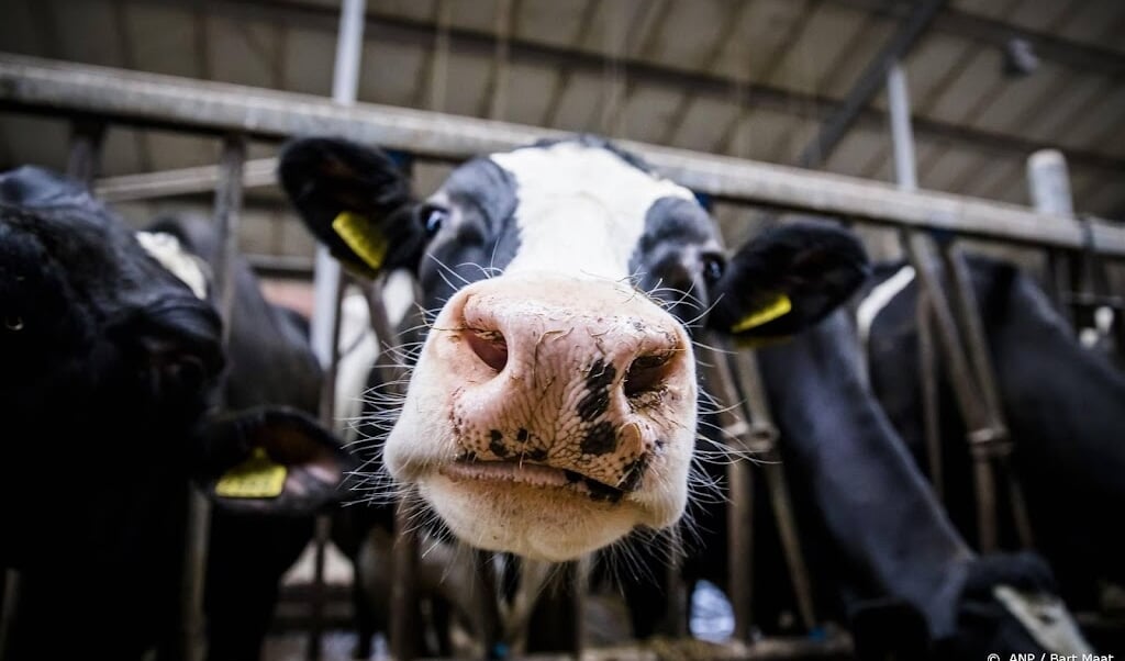 statistics-netherlands-same-number-of-dairy-cows-but-fewer-pigs-in