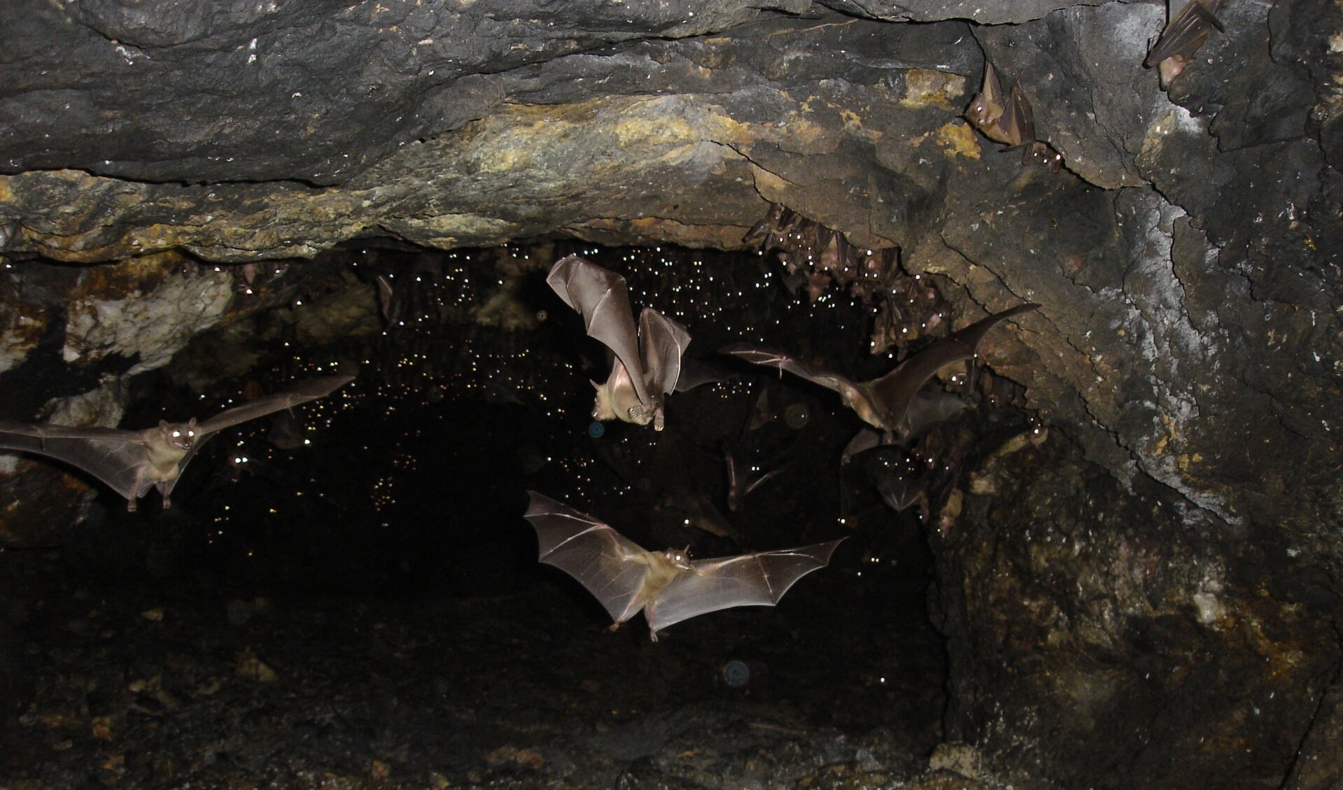 Vleermuizen in een grot op 300 kilometer afstand van Oeganda's hoofdstad Kampala.