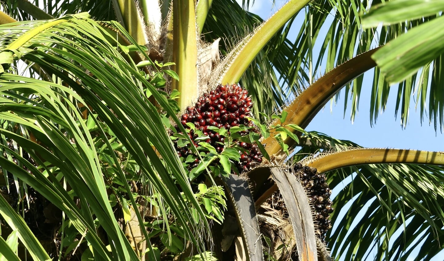 Vruchten van een palmolieboom in Zuid-Thailand.