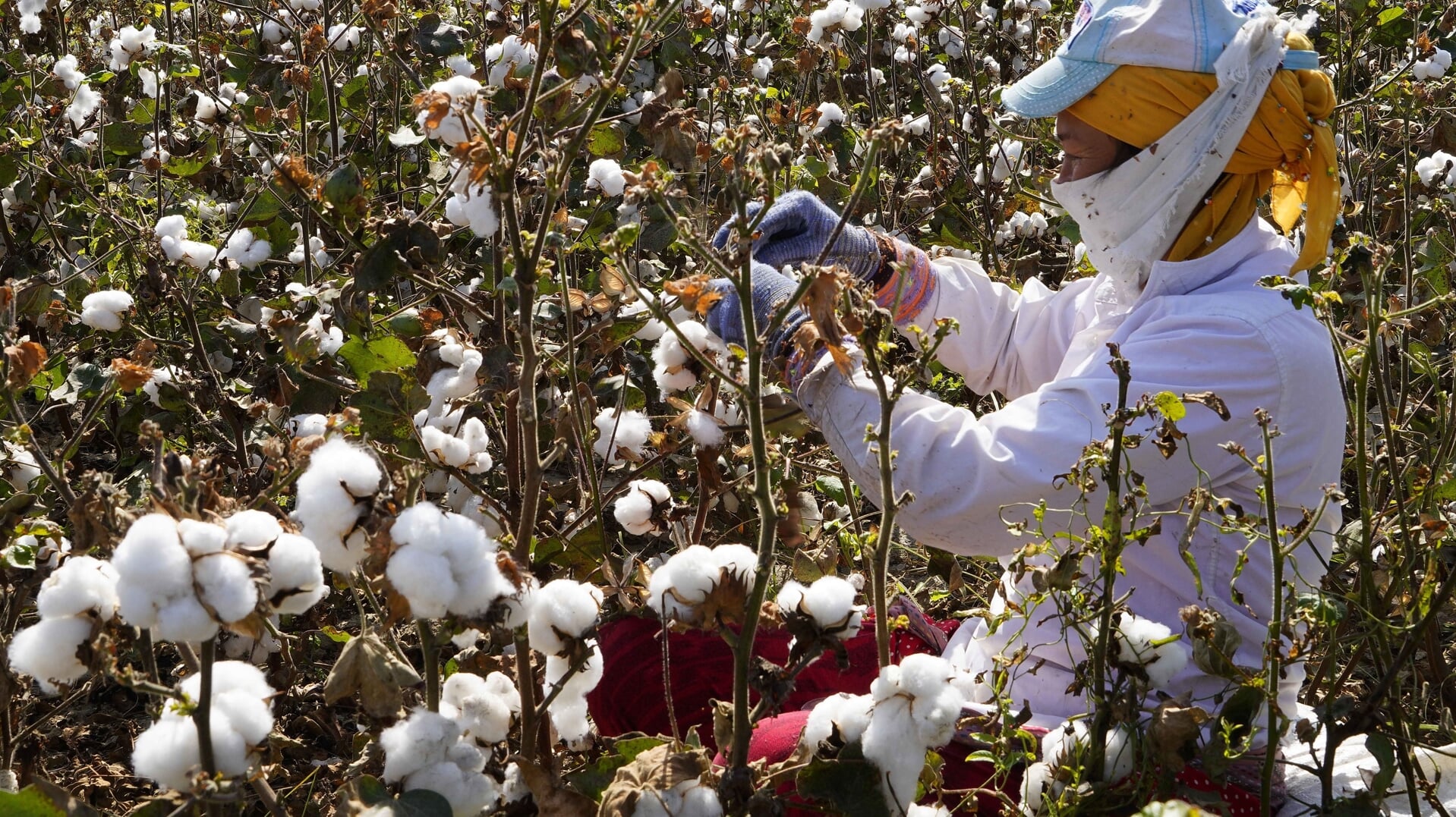 Een arbeider op een katoenplantage in Oezbekistan. De Europese ontwikkelingsbank EBRD financiert katoenplantages in Oezbekistan, waar in de EU verboden chemicaliën worden gebruikt.