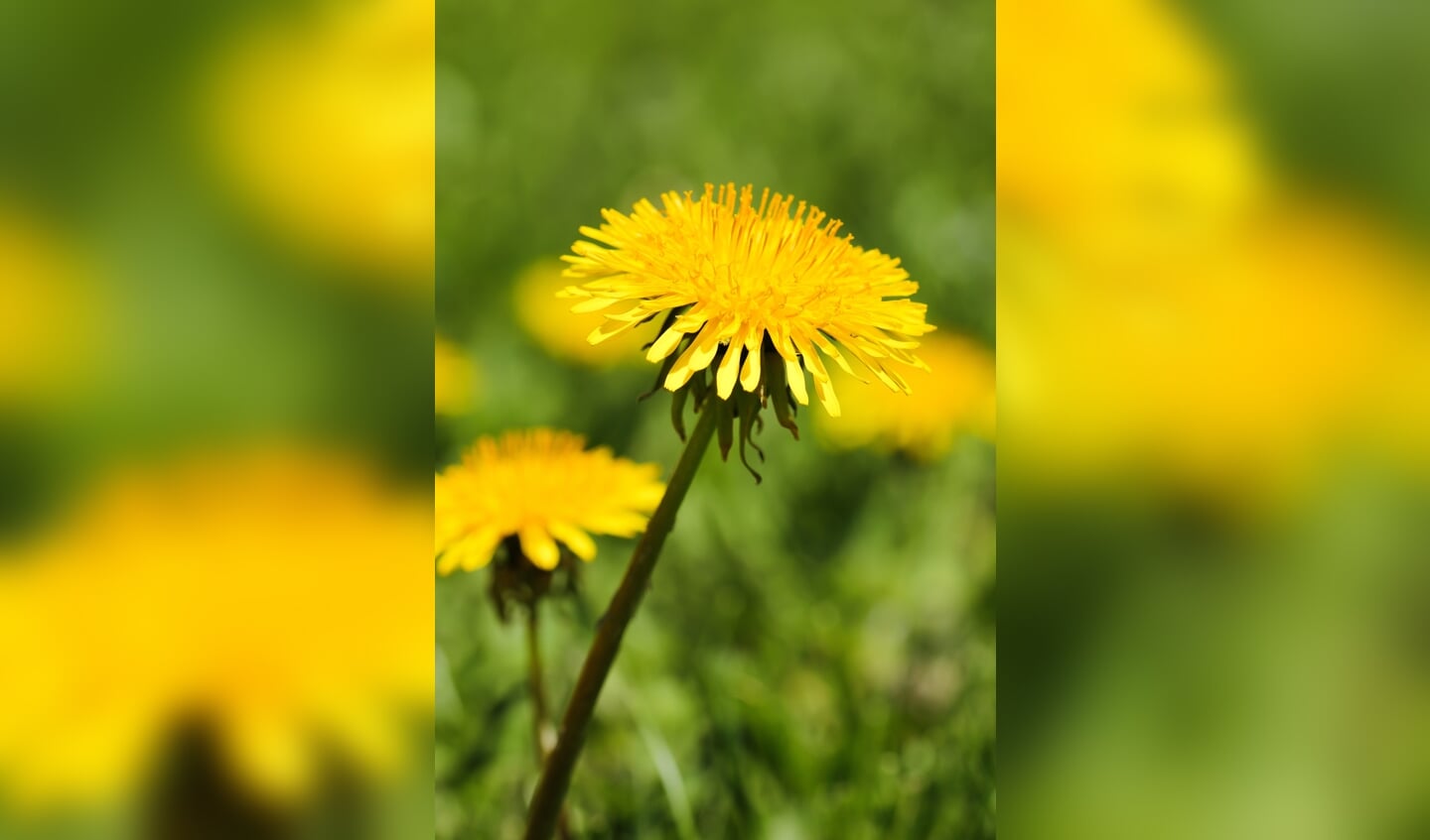 Paardenbloem