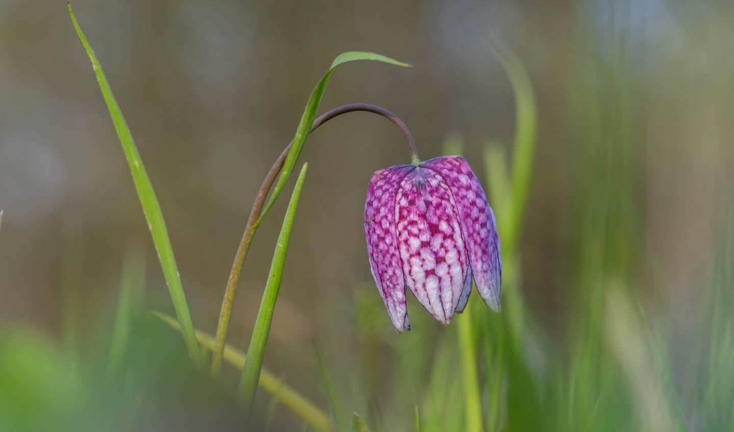 Wilde kievitsbloem