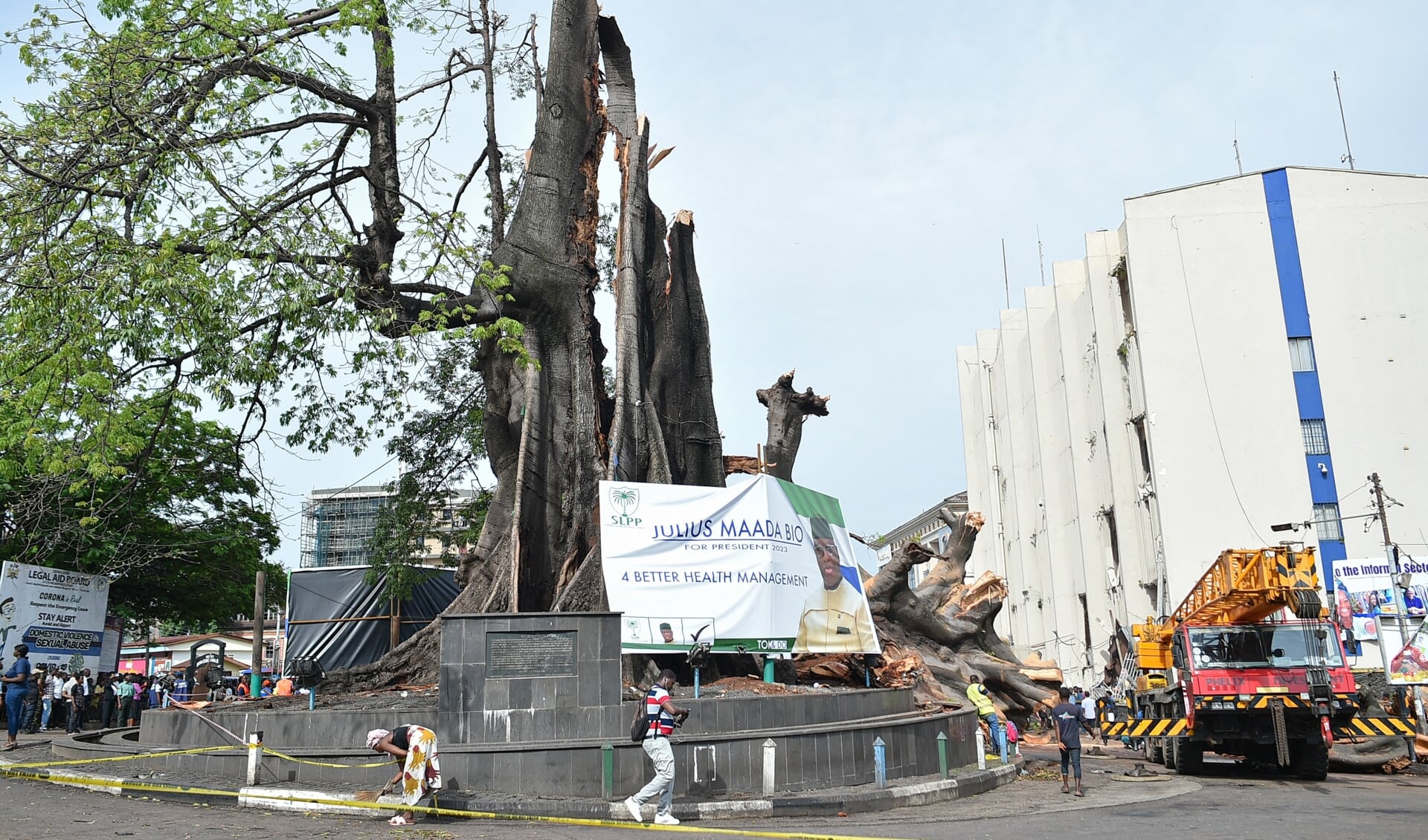 De iconische Cotton Tree in Freetown is omgevallen. De boom werd in het verleden door bevrijde slaafgemaakten gebruikt als plek om bij te vergaderen en te bidden. 