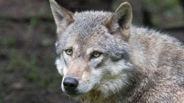 Steeds meer wolven in Duitsland