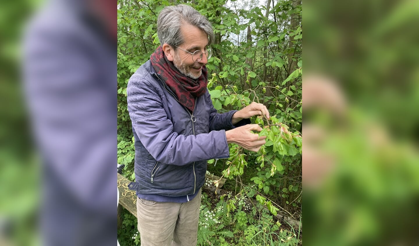 ‘Boswachter’ Van Eck plukt jonge blaadjes van de lindeboom.