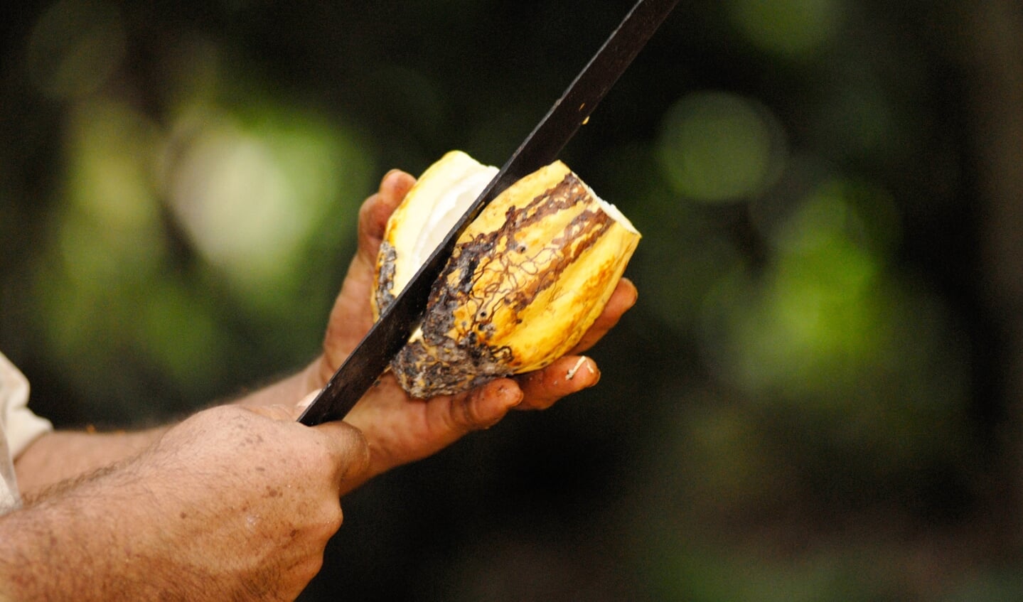 Cacaobonen zijn het zaad in de vrucht van de cacaoboon.