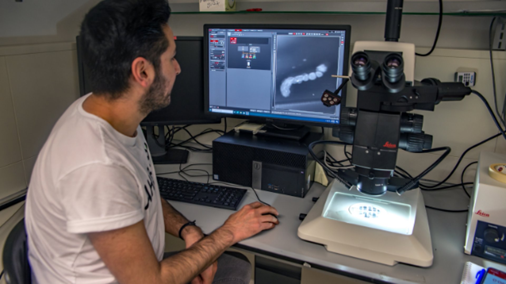 Een embryo-achtige structuur in het lab ziet eruit als een licht gebogen worm.