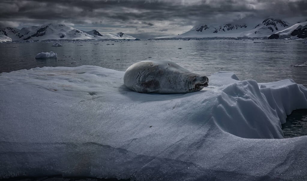 Een ijsschots bij Antarctica.