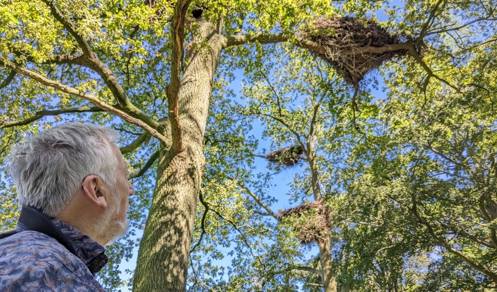 Nico de Haan bij de nesten van ooievaars in Gorssel.