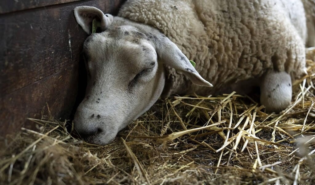 The Devastating Impact of Bluetongue Disease on Sheep Farmers: No Vaccine or Compensation