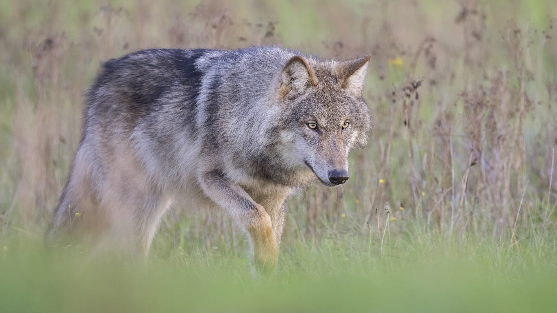Een jonge mannetjeswolf in een natuurgebied nabij Oude Willem in Drenthe, vlak over de grens van Friesland.