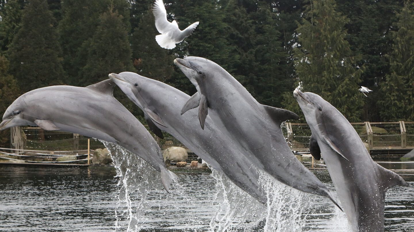 'Het is onmogelijk om dolfijnen een goed leven te laten leiden in gevangenschap. Of je moet van heel Harderwijk een zwembad maken.’
