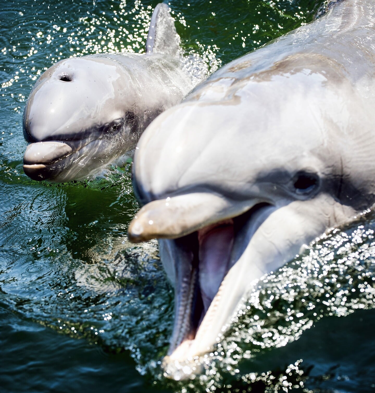 Een dolfijnenjong dat in 2017 werd geboren in Harderwijk. 'Met elke dolfijn die nog wordt geboren, verlengen we de dure zorgplicht voor deze dieren in een industrie die razendsnel draagvlak verliest.’