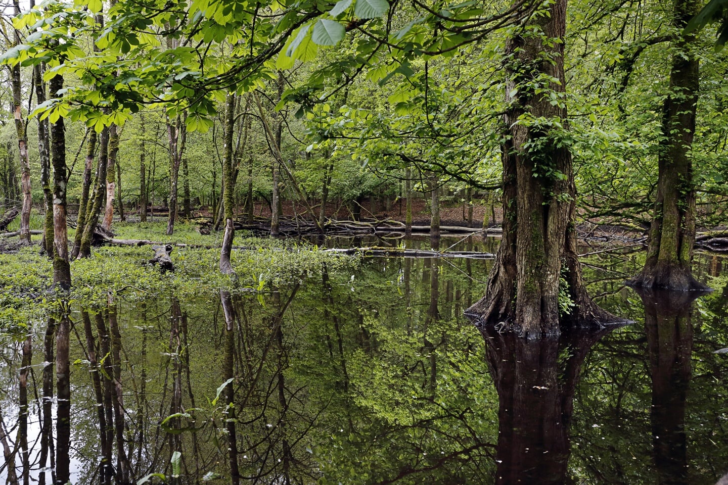Bij de Leuvenumsche beek op de Veluwe staat een stukje bos onder water. 'De beek was een kanaal in het bos, waar het water uit denderde als het hard regende, terwijl het bos droog bleef. Doordat de beek nu ondieper is, stroomt hij over en is er een lange moeraszone ontstaan.'