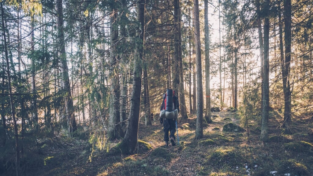 Het bos een plek is waar je rust en troost vindt, schrijft Anne Sverdrup-Thygeson. 'Een plek waar je deel uitmaakt van iets wat groter is dan jij en een glimp opvangt van een woordeloos ‘anders zijn’'. 