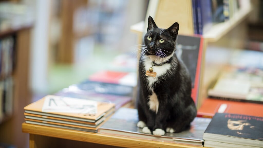 WonTon de kat van de Chop Suey Bookshop in Richmond