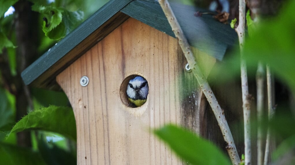 Een pimpelmees verlaat een nestkastje na het voeren van de kuikens. Met een groene tuinen met inheemse planten en nestkastjes help je de stadsvogels.