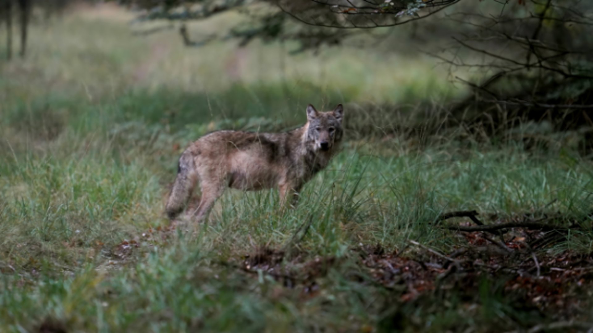 Een wolf op de Veluwe.