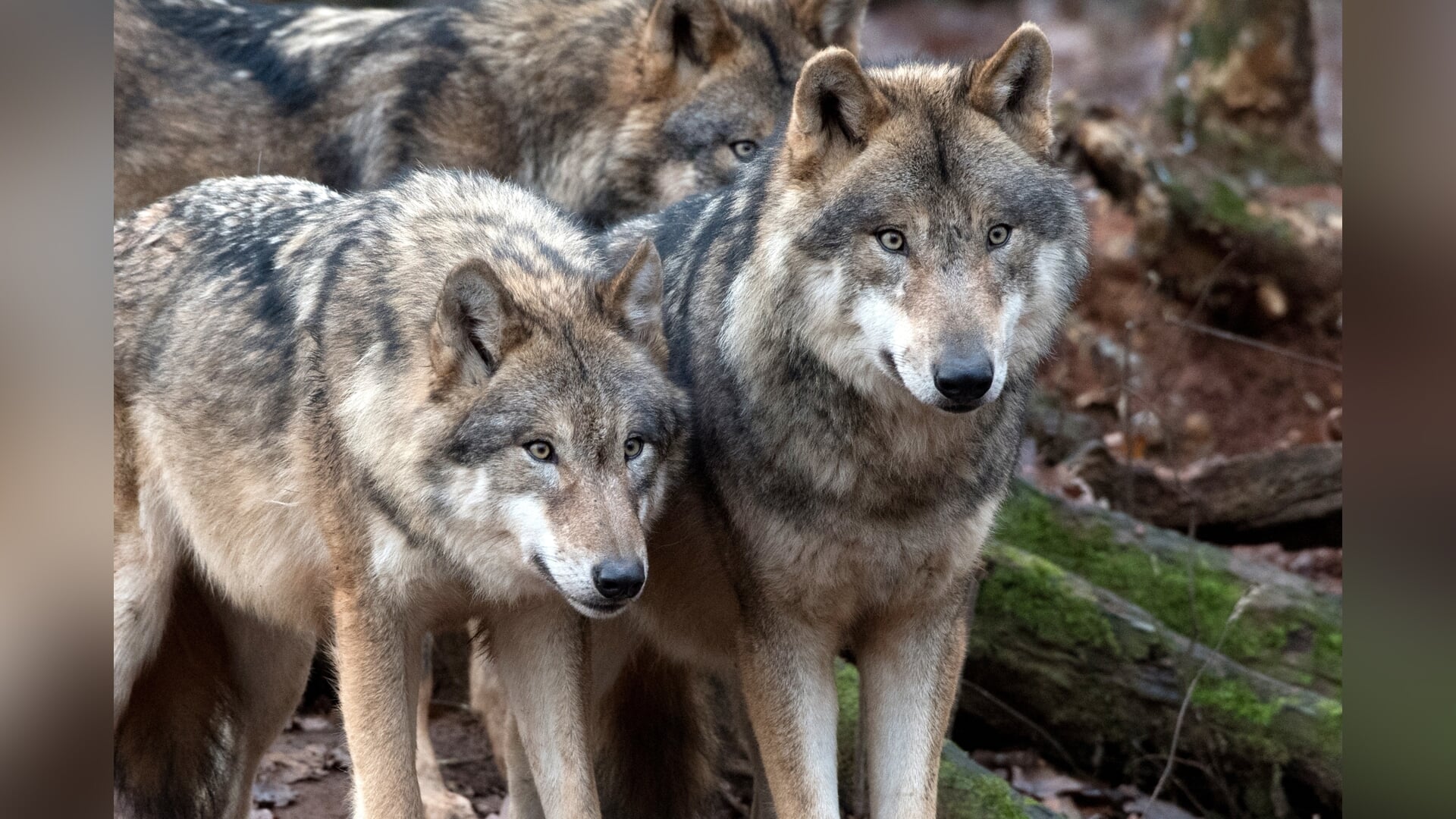 'Beter beheer van de wolf betekent niet dat we deze dieren massaal gaan afschieten.'
