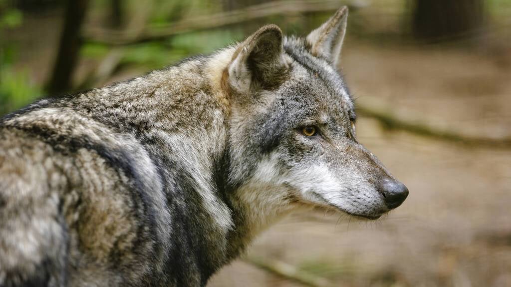 'Een wolf staat als roofdier aan de top van het ecosysteem en is nodig voor de balans in de voedselketen.'