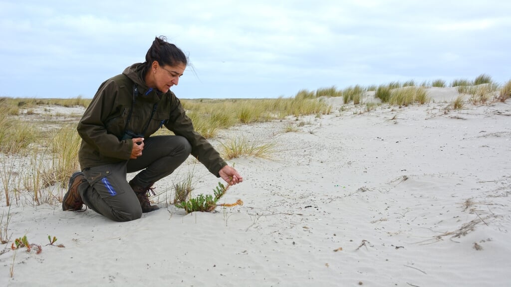 Boswachter Cynthia Borras op de beschermde duinen van Schiermonnikoog. 'Wat is die bescherming waard, als een minister kan besluiten hier een kabel te trekken?’ 