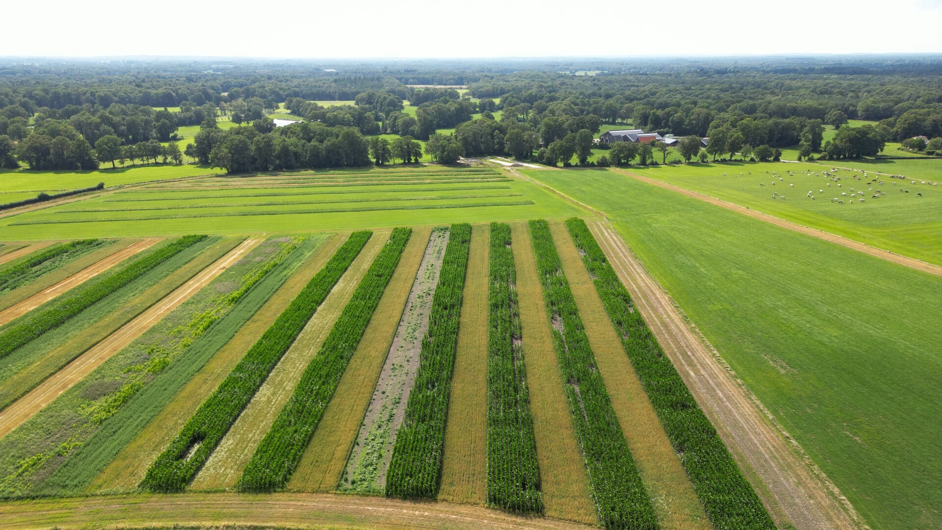 Bij biologisch telen hoort strokenteelt, wat gezonde planten oplevert. En gezonde planten zijn sterk tegenover belagers, omdat hun weerstand hoog is.