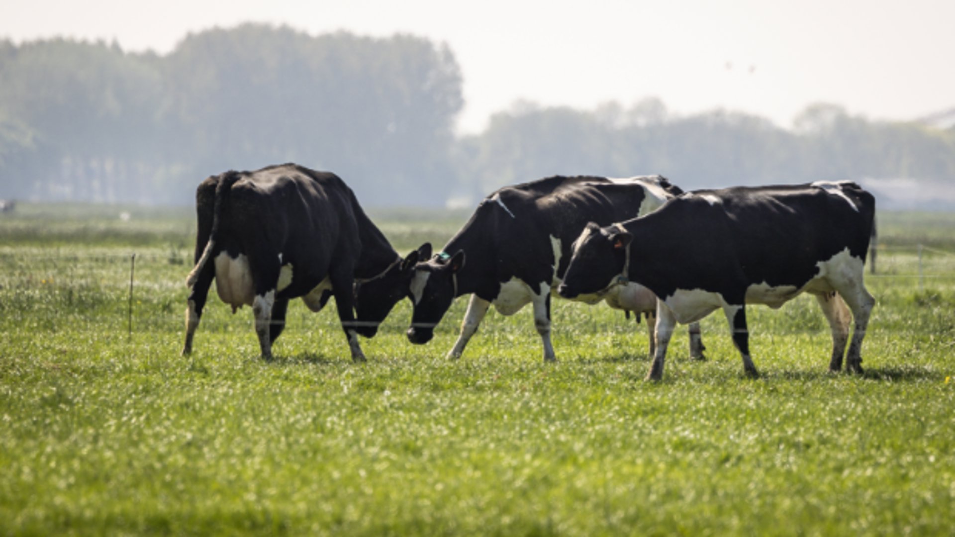 Sommige veehouders breidden hun veestapel illegaal uit vóór 2015, toen er nog een vergunningplicht gold.