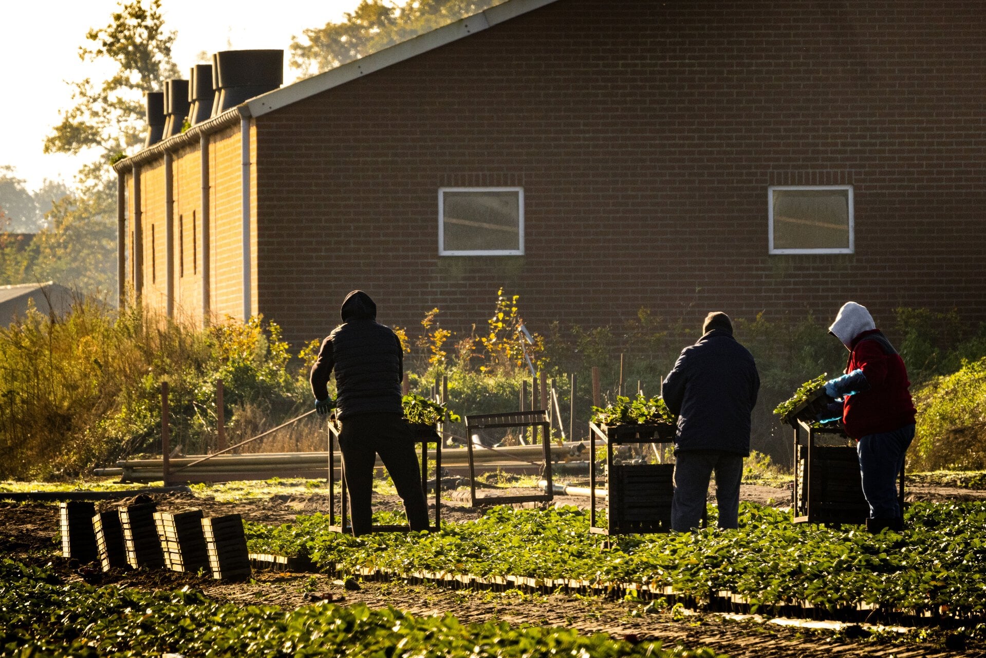 Arbeidsmigranten aan het werk op een akker in Ysselsteyn.