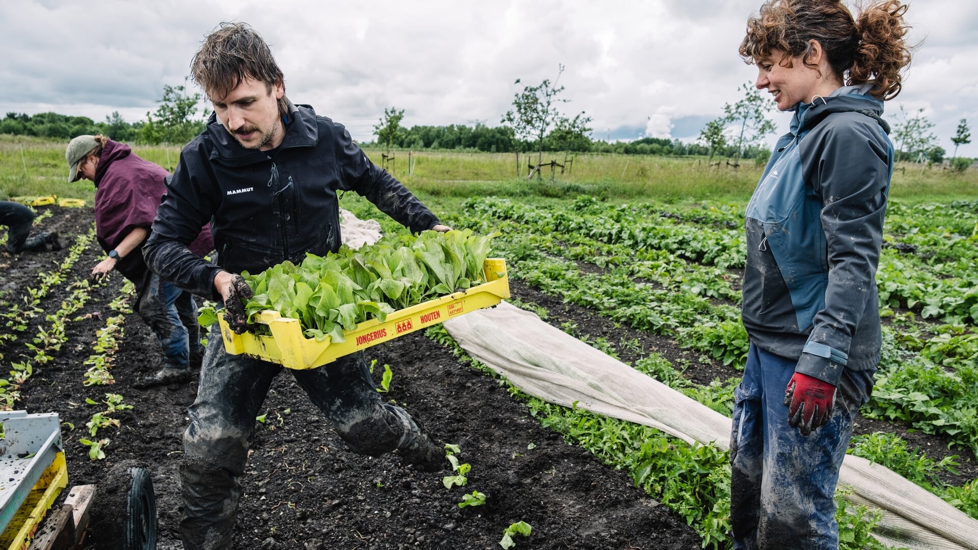 Amsterdammers helpen mee met het poten van bietenplantjes bij De Groente Amsterdammer op landgoed Rorik in Beverwijk.