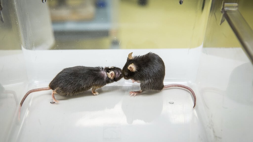 Om uiteindelijk twee gezonde mannelijke muizen te kunnen laten ontstaan, waren 587 eicellen nodig in het onderzoek van de Chinese wetenschappers. Deze foto is illustratief en toont niet de beschreven muizen.