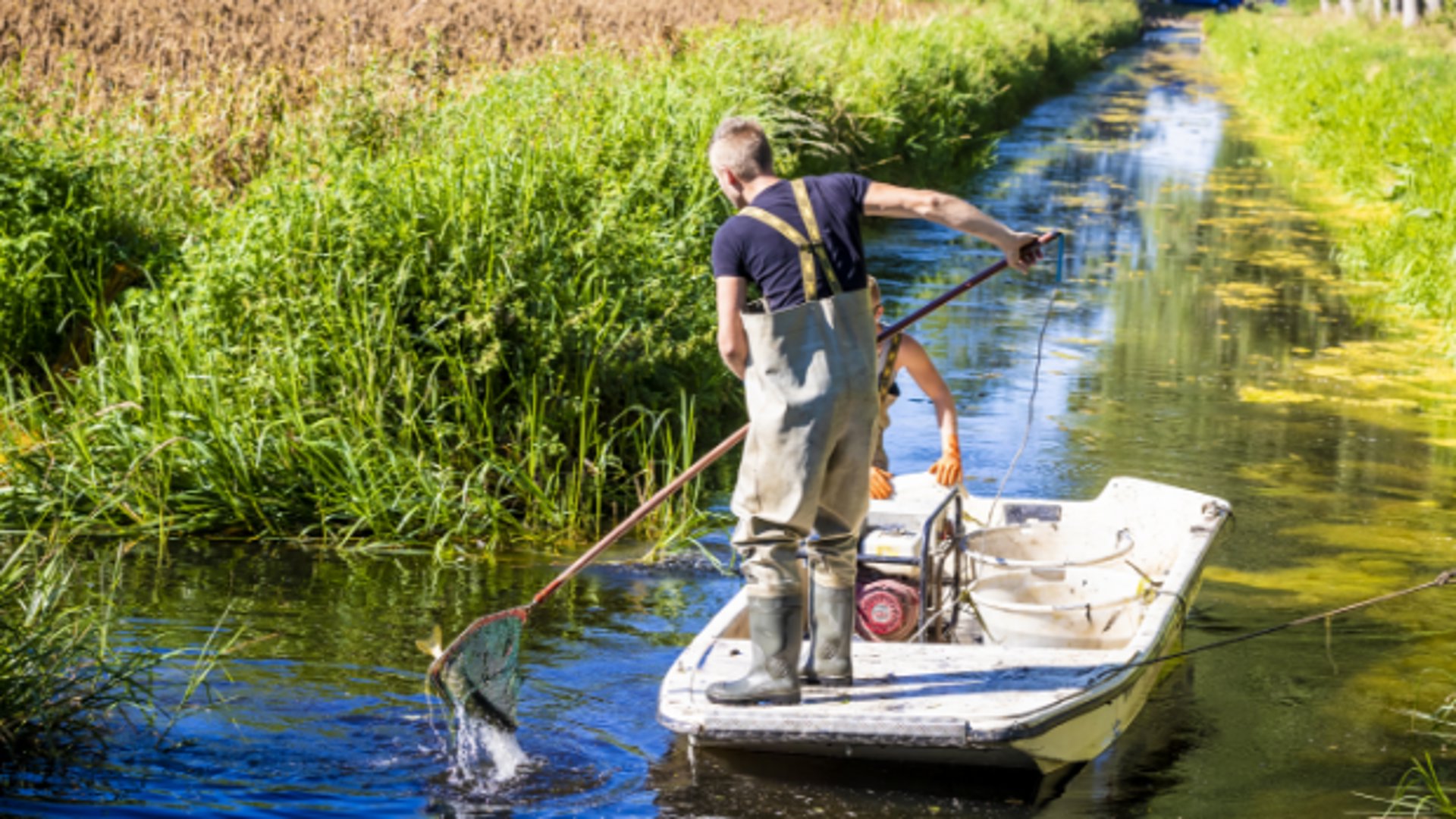 Nederland heeft steeds vaker te maken met langdurige droogte, waardoor beken droogvallen. In 2020 werden vissen uit de droogvallende Strijpse beek gevangen en overgezet naar een ander water, om massale sterfte te voorkomen. Natuurorganisaties kunnen zelf weinig meer doen tegen de droogte, ze moeten wachten op duidelijke keuzes van de politiek.