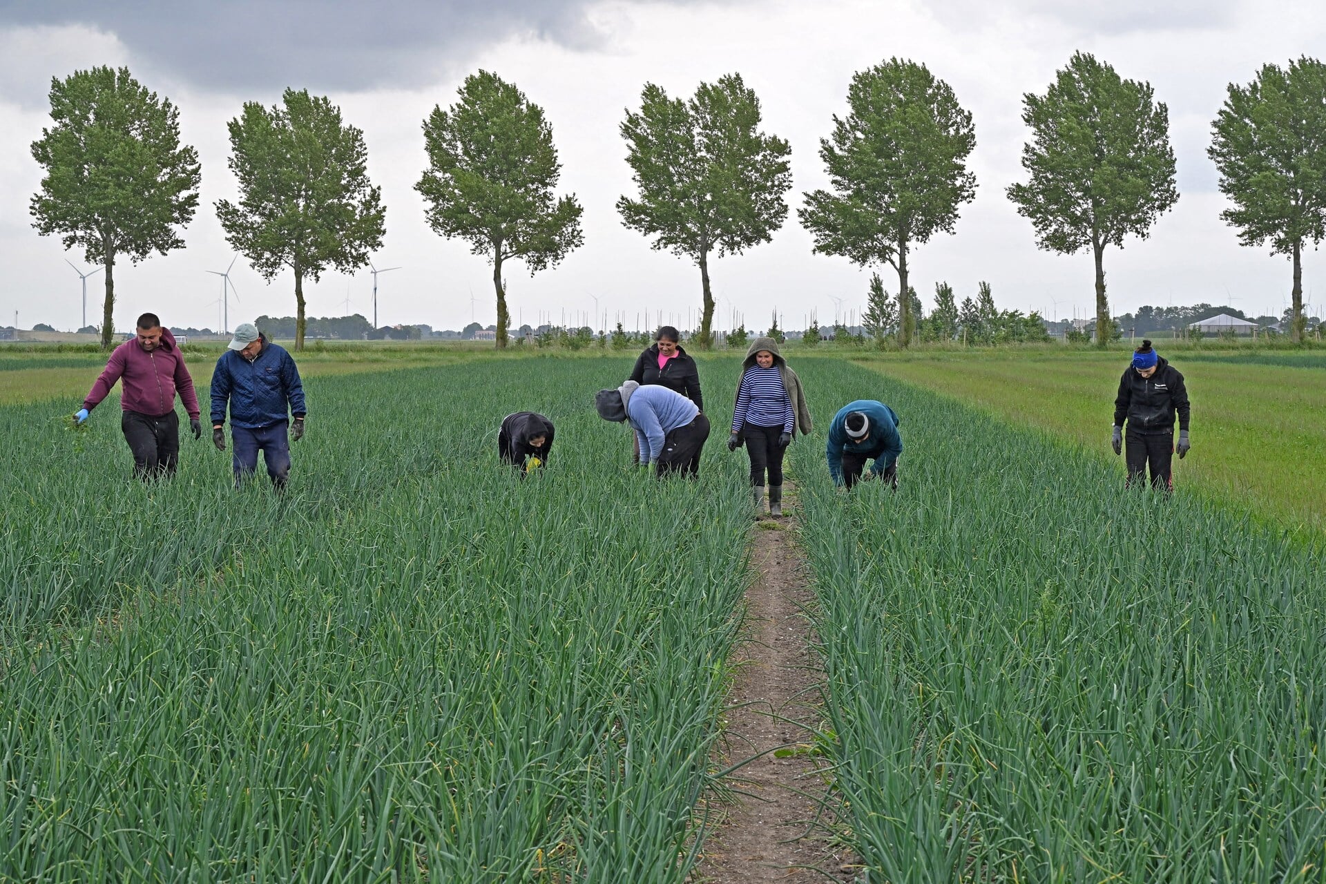 Arbeidsmigranten wieden onkruid in uienakker met de hand nabij Lelystad.