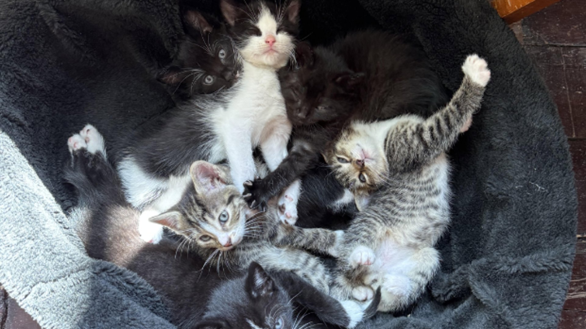 Maar liefst zes kittens zetten ons hele huishouden op z'n kop.