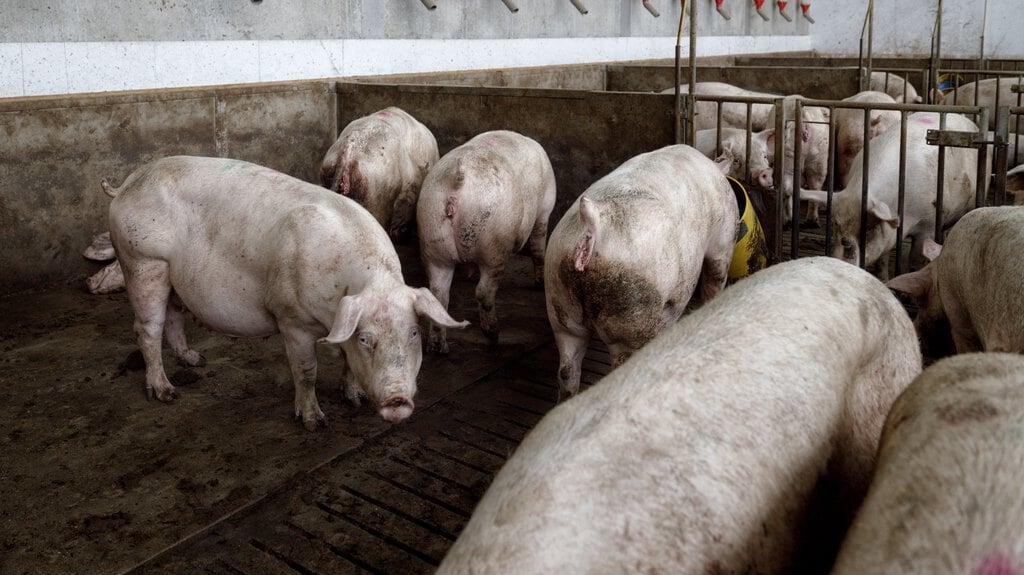 Onder varkensboeren zijn vooral ondernemers met een middelgrote stal het afgelopen jaar gestopt. 