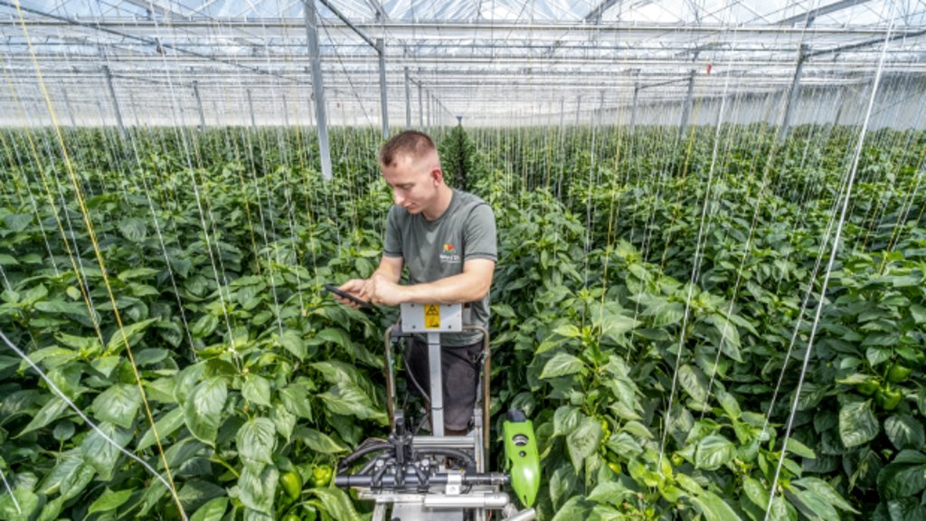 Paprikateler Martin Reim controleert met een AI-systeem de planten in zijn kas op ziekten en plagen.