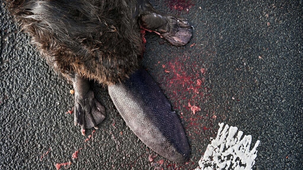 Een aangereden bever. De dieren begeven zich steeds vaker op plekken waar ze de mens tot last zijn, zoals achter dijken.