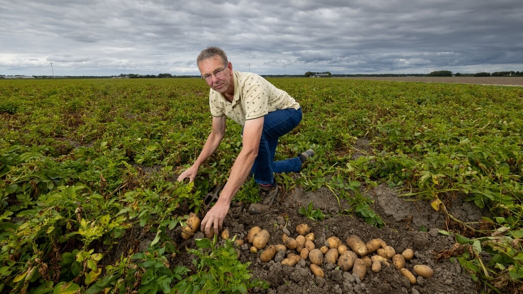 Aardappelteler Marco Bos uit Biddinghuizen verwacht een mooie oogst van een goede kwaliteit. De aardappelen zijn een paar weken vroeger oogstrijp dan in andere jaren. 