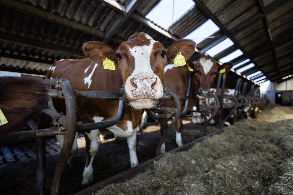 Vorig jaar waren er 1,5 miljoen melkkoeien, waarvan er ruim 460.000 nooit buiten komen.