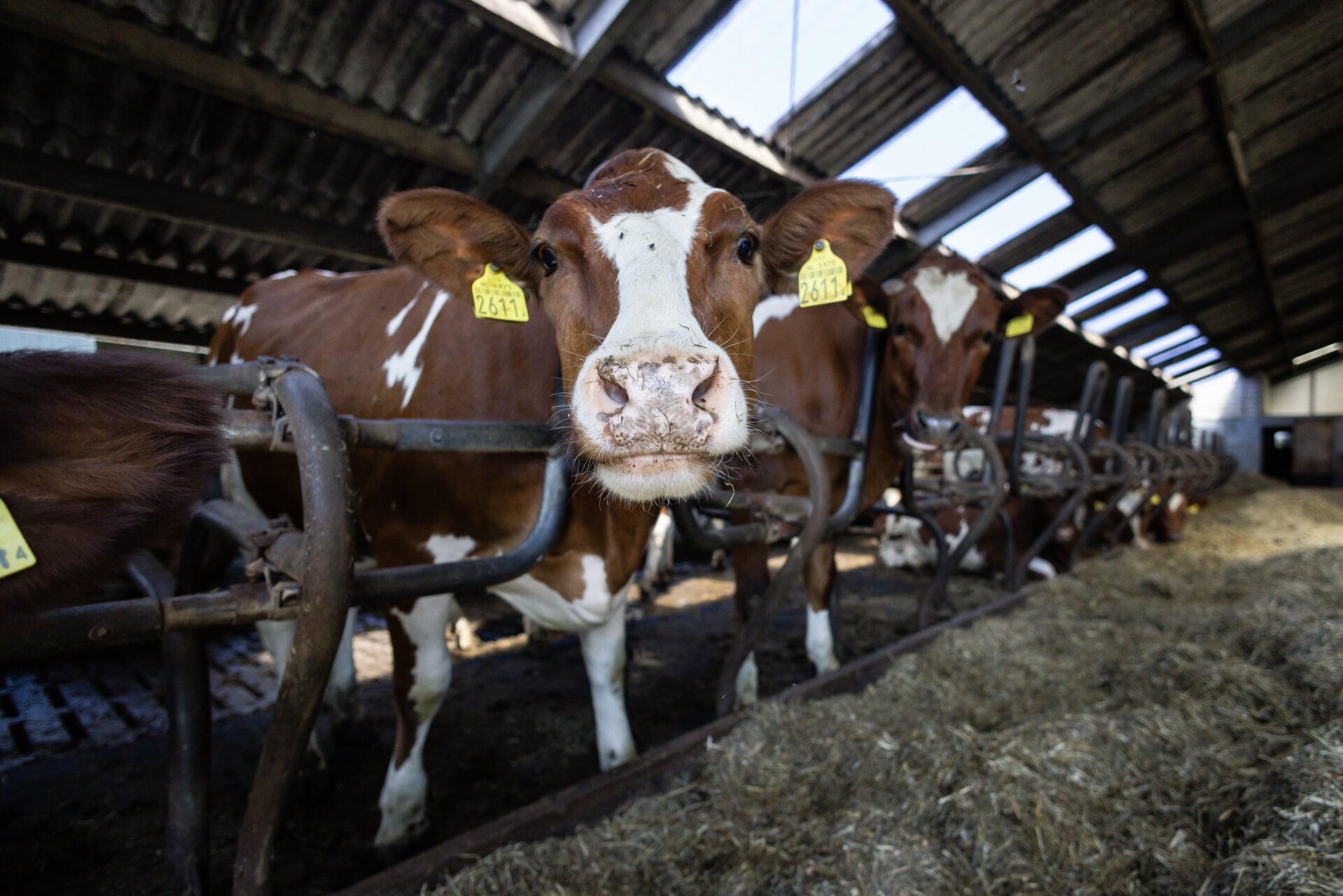 Vorig jaar waren er 1,5 miljoen melkkoeien, waarvan er ruim 460.000 nooit buiten komen.