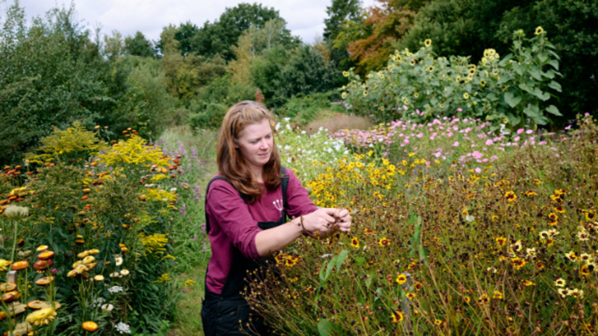 Eline Houtkamp oogst de zaden van Meisjesogen (Coreopsis) op haar biologische zadenkwekerij, in een omgeving waar steeds meer lelieteelt voorkomt. 
