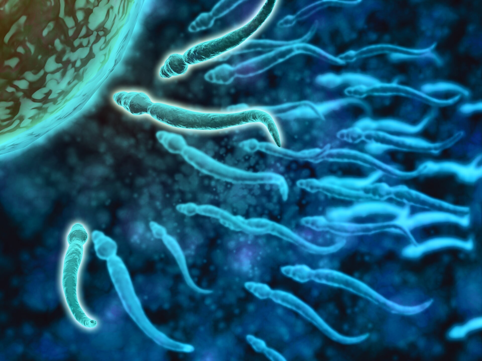 Met de aanpassing van de embryowet zouden onderzoekers inzicht kunnen krijgen in de vroegste ontwikkeling van een embryo, direct na de bevruchting.