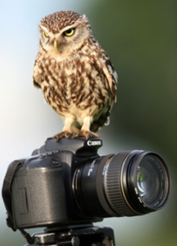 Digitale camera duurder