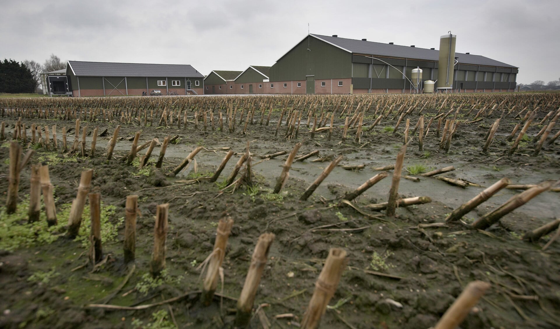 Ruim baan voor de varkensflat