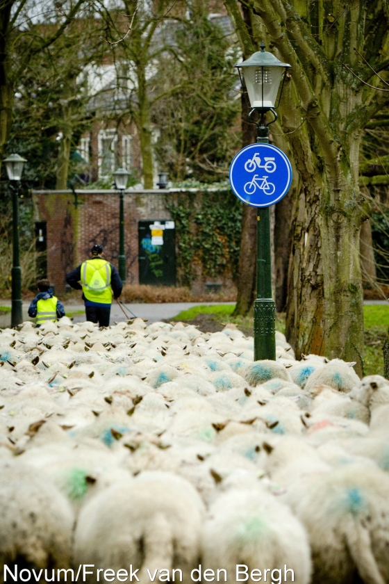 Lokschapen bos ingestuurd voor uitroeien teken