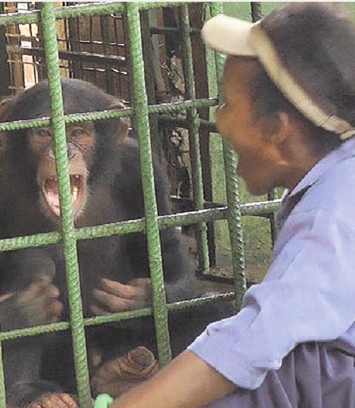 Oudere chimpansees gapen sneller