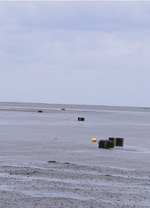 Pseudopoep tot aan de knieën